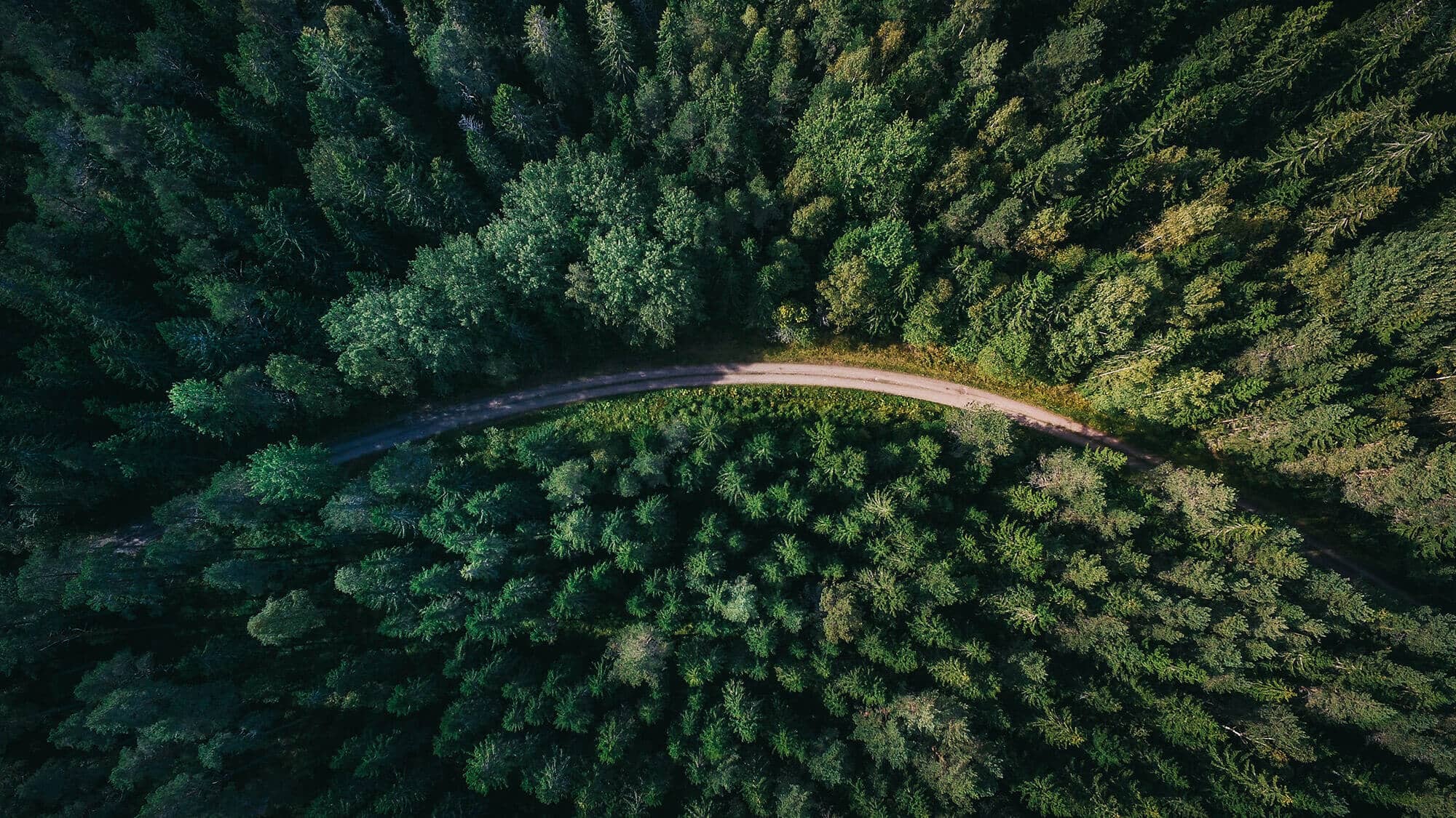 forest view forest view