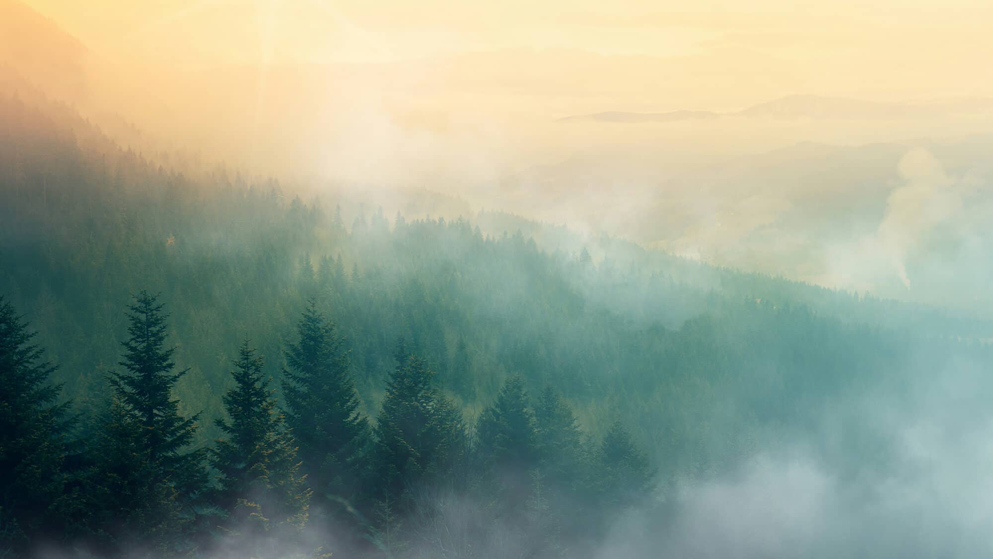 cloudy forest cloudy forest